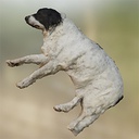 NEVAR-HappyTheDogValuable icon