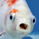 NavidK0-FishsGrandAdventure-1.2.3 icon