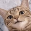 Nova_Canterra-CatPosters-1.0.0 icon