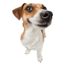 NovoboldezhinskProduction-BarkFartLandmine icon