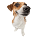 NovoboldezhinskProduction-BarkFartLandmine icon