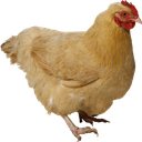 PoultryParty-PoultryModpack icon