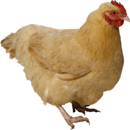 PoultryParty-PoultryModpack icon