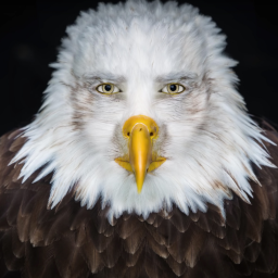 Pudack-UpscreamHawkTuah icon