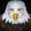 Pudack-UpscreamHawkTuah-1.0.0 icon