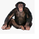 Purgatory-monke icon