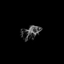 RCNOverwatcher-Congrajestion icon