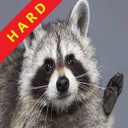 Raccoons-Hard_Pack icon