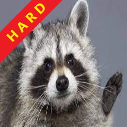 Raccoons-Hard_Pack icon