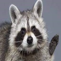 Raccoons-R_Main icon