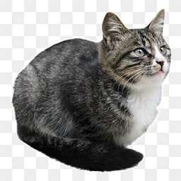 RagRag-RagRag_test icon