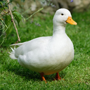 RayneyDay-Roaming_Ducks icon
