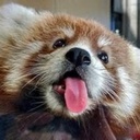 RedPanda-RedPandaPaintings-1.0.0 icon