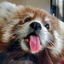 RedPanda-RedPandaPaintings-1.0.0 icon