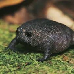 Sadfroggo-sadfrogs_lethalmodpack icon