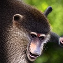 Savi-SavisStuperStuoolModPack icon