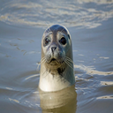 SealTeam4-CutesealsSoundMod icon