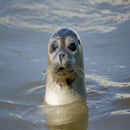 SealTeam4-CutesealsSoundMod icon