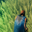 ShadowField-GrassTweaks-0.5.0 icon