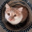 Shmormius-Cat_Paintings-1.0.0 icon