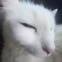 Spyryx9-TheMostLethalCompany_And_More-1.0.0 icon