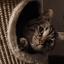 Steamodded-Steamodded-1.1620.0 icon