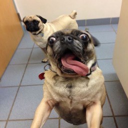 Swagbonus-Pug_Cosmetics icon