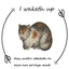 TMDev-MemeDumpsterTV-1.0.0 icon