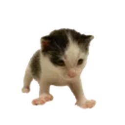 TMIII-swagcavemodpack icon