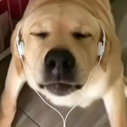 TheDogeThatSilent-KeepPlaying icon