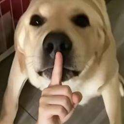 TheDogeThatSilent-VanillaPlusForkMOXL icon