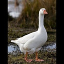 TheGoose444-GoosesSuits1-1.0.0 icon