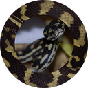 TheVenomCommunity-TVC_ModPack-1.0.2 icon