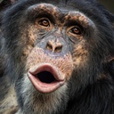 The_Lonk-GTAV_Chimp-0.1.0 icon