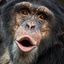 The_Lonk-GTAV_Chimp-0.1.1 icon