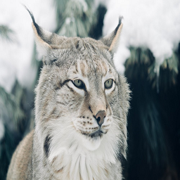 TigLynx-TigLynxServerConfigPack icon