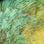 TridentsCodes-LoudParrots-1.2.0 icon