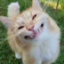 Tub-TubTV icon