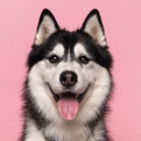 Vekknar-HuskyCompany-0.0.26 icon