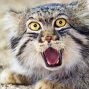 WisteriaWisteria-meow icon
