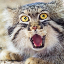 WisteriaWisteria-meow icon