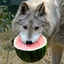 Wulf-Wulfs_Personal_Modpack-0.0.8 icon