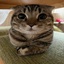 XenoMods-Random_Funny_TV-0.1.1 icon