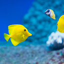 ZenFishes-Zera_Atlyss_Remix-1.0.4 icon