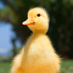 ZeroTails-SecretQuack icon