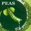 Zypher-ThePeas-1.5.5 icon