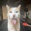 bigfatamongusgyat-SillyCatsTelevisionVideo-0.0.3 icon