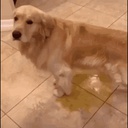bootybrigade-My_Balls_are_not_Washed icon