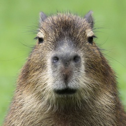 capybaras-CapyModPack icon