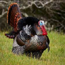 cock_gobblers-UltraRandomizer icon